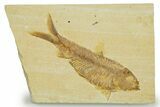 Detailed Fossil Fish (Knightia) - Wyoming #369396-1